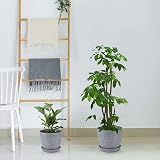 CSYY Plant Pots Indoor 6-Pack 19/17.5/16.5/15.5/14/11.5cm Self Watering Grey view 4