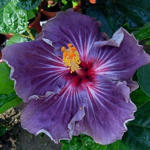 20 Rare Purple Hibiscus Seeds Giant Dinner Plate Flower