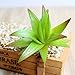 Khalee Mixed Artificial Succulent Plants Fake Succulents, (12 Different PCS, Random)