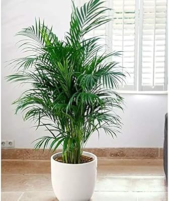 Semillas de palmeras duras de invierno Raras semillas de palmeras ...