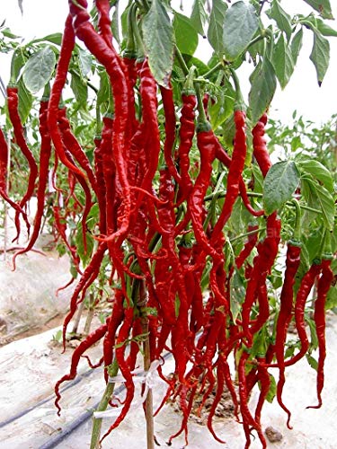 Portal Cool Choy Sum 200 Seeds: Heirloom Garden Vegetable Seeds Non-GMO Organic Asparagus Purple Carrots Leek - Thumbnail 3