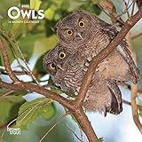 Owls 2020 7 x 7 Inch Monthly Mini Wall Calendar, Wildlife Animals Birds (English, Spanish and French by 