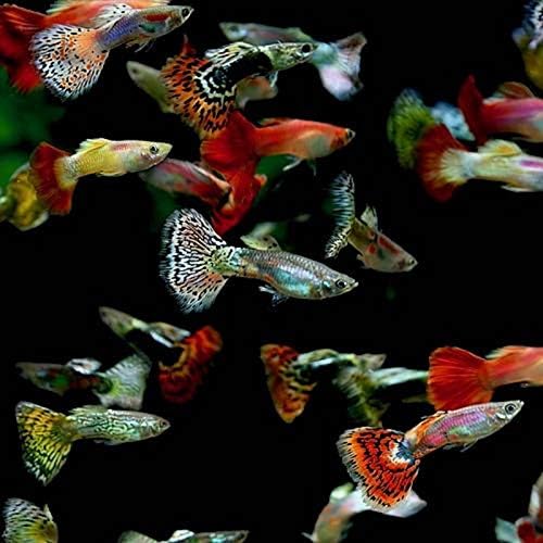 marine fish aquarium shop near me