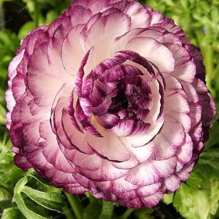 9 熱い販売100ピースラナンキュラス種子diy鉢植え植物種子発芽率95 用ホームガーデン屋内盆栽植物 B07vgkc233 955円