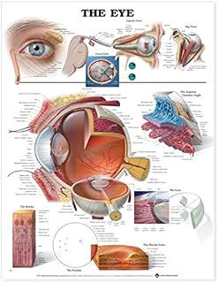 Amazon.com: The Eye Anatomical Chart: Anatomical Chart Company ...
