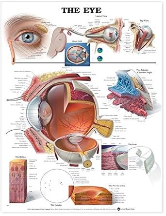 The Eye: Anatomical Chart Company: Amazon.co.uk: Business, Industry