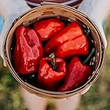 Ausilio Thin Skin Italian Chile Pepper - 25 Seeds
