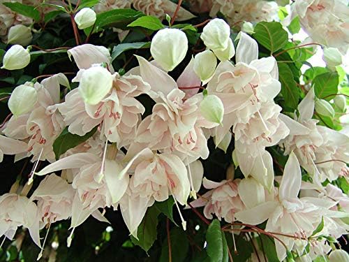 5 X Very Healthy Pink MARSHMALOW Fuchsia Plug Plants"Trailing"