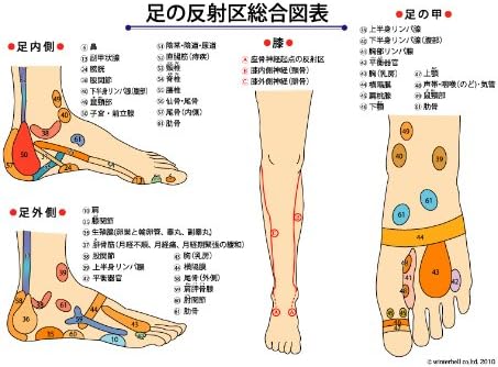 Amazon 新反射区図表 足つぼマップ Winterbell マッサージ ツボ押しグッズ