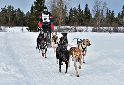 Non-stop dogwear X Back Harness for Pulling, Sledding, Canicross, Bikejoring & Mushing (9.5) - Thumbnail 2