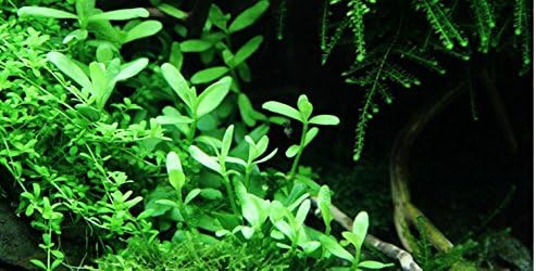Bacopa compact - 1x bunch - Live Aquarium Plant