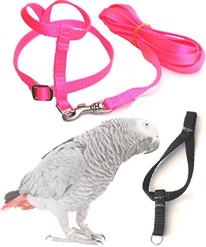 Fred Bird Harness & Leash with Additional Larger Training Head Loop