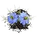 Black Cumin Seed Oil 100% Pure, Cold Pressed, Virgin Organic Nigella Sativa 2oz
