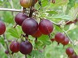 Jahns Prairie Gooseberry Bush - Eat Fresh or Baked - 2.5
