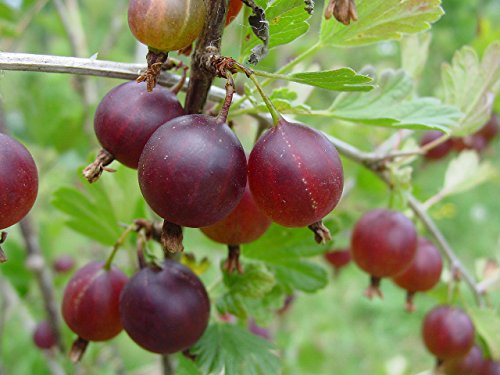 Jahns Prairie Gooseberry Bush - Eat Fresh or Baked - 2.5