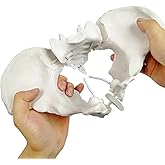 Evotech Flexible Female Pelvis Model On Elastic, Life Size Female Pelvic Skeleton Model W/Bungee, Anatomy Medical Model for S