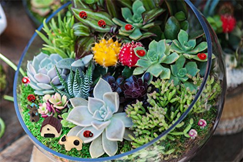 2 PAXCOO+Garden+Miniature+Ornaments+Dollhouse