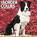Just Border Collies 2020 Wall Calendar (Dog Breed Calendar) by