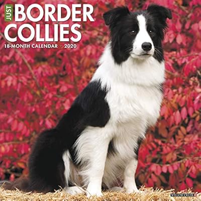 Philippines White Border Collie For Sale Border Collie (Collins