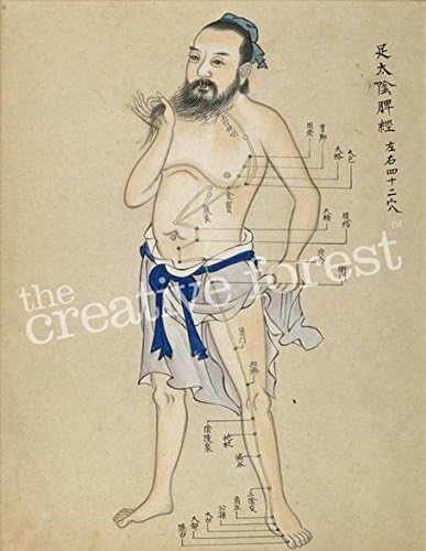 Acupuncture Chart, Ancient Chinese Reproduction Rolled Canvas Print 24x30 in.