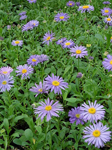 Aster alpinus Goliath - Lila Frühlingsaster, 3 Pflanzen im 7/6 cm Topf – Bild 5