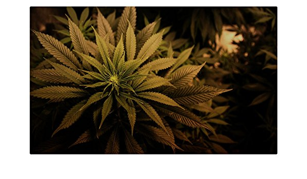 Marihuana muebles & decoración imán imanes de nevera : Amazon ...