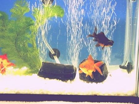 Amazon 水槽用備長炭ｓｓサイズ 有 健カンパニー 木酢液 竹酢液