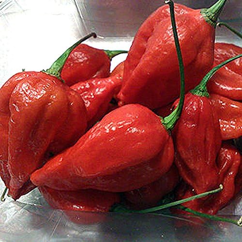 20 seeds Naga Viper Extremely Hot chili pepper rare heirloom World record Holder