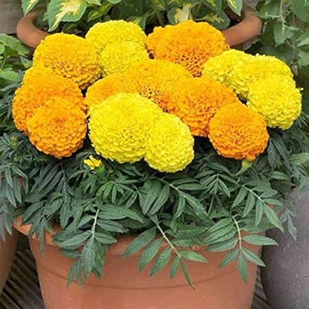 Promote Traders Pack of 50 Flower Seeds-Home Kitchen Garden Seeds for Hanging Pot Gardening -African Marigold(genda) Flower Seeds