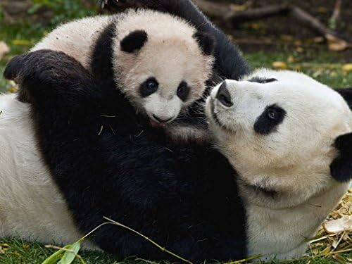 panda mom and baby
