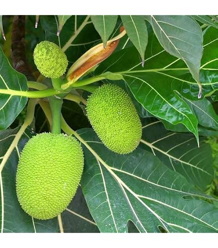 Amazon.com : Breadfruit Tree (Artocarpus camansi)  Live Tropical Fruit  Tree  USDA Certified : Patio, Lawn & Garden