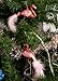 Pink Flamingo Christmas Tree Ornament, Glass Hanging Ornaments (5.4 x 3.5 in, 2 Pack)