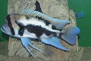 Amazon.com : Fish World Inc. Black Widow Frontosa Extremely Rare : Pet