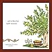 The Apple Tree -- A Modern Day Cherokee Story Told in English & Cherokee (English and Cherokee Edition)