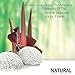 Konjac Sponge 3 Pack (black Green white), and Silicone Brush By Partie Naturals Activated Charcoal - Facial Sponge, 100% Natural Sponge Suction Hook Included