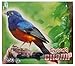 CHAMP White-Rumped Shama Bird Food & 250 g.