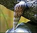 20+ Malaysian Trumpet Snails, 1/4-3/4 inch - Excellent Freshwater Tank Cleaners, consumers of Bottom Debris and Food Remains, Algae Eaters!
