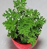 50 Seeds Mozzie Buster Sweet Grass Mosquito Repelling Plant