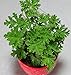50 Seeds Mozzie Buster Sweet Grass Mosquito Repelling Plant