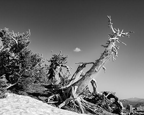 Crater Lake Pine Monochrome. Fine Art Nature Photography Print for Home Decor Wall Art