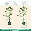 DeepRoot Arbortie Kit Di Ancoraggio Heavy Duty Per Alberi - 3 Ancore A Elica Da 38cm E Cinghie ArborTie Verde (Portata 408 Kg)