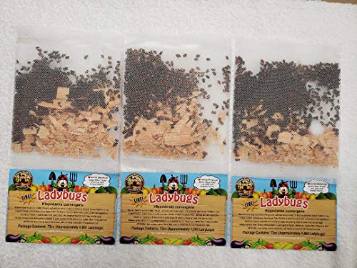 4,500 Live Ladybugs - Good Bugs - Guaranteed Live Delivery!