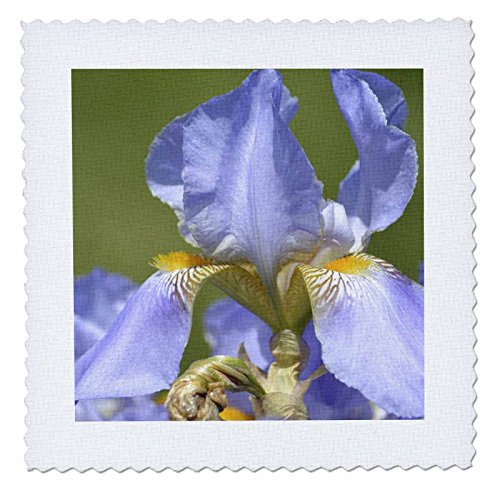 3dRose qs_53510_1 Spring Iris Flower Floral Print Nature Photography Quilt Square, 10 by 10-Inch