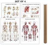 [Pack of 4] Muscular and Skeletal System Anatomical Laminated Posters with Ligaments of The Joints and Injuries of The Shoulder Poster/Skeleton Poster Pack Human Anatomy Poster Medical Poster 17 x24