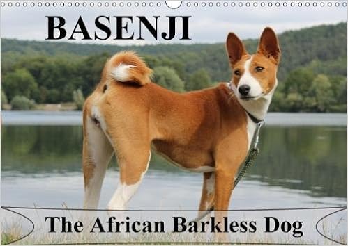 Buy Basenji The African Barkless Dog 2018 The Basenji Is A Dog