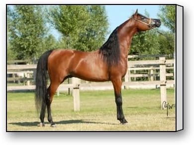 PrettyLee Custom Modern Wall Art Home Decor Canvas Prints Arabian Horse 16 X 12 Inch