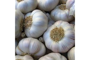 30 Seeds Cloves Bella Italian Garlic UK Hardy Fresh for New Season Start Now: Only Seeds