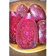 Melissa's Fresh Cactus Pears, Set of 10