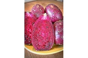 MELISSA'S PRODUCE Melissa's Fresh Cactus Pears, Set of 10