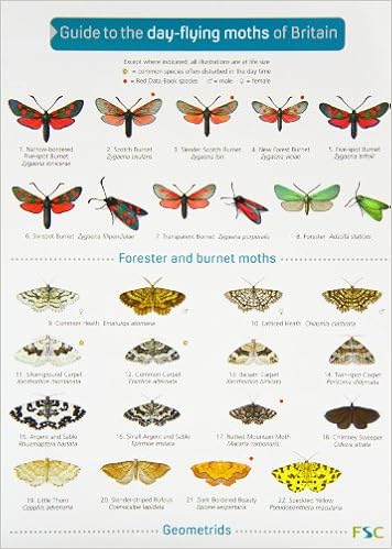 Pictures Of Moths In Uk
